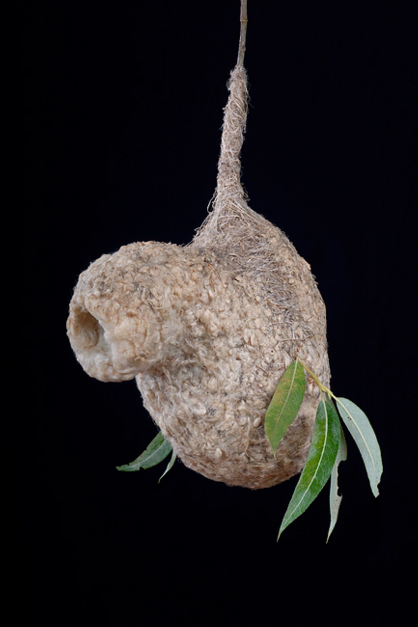 Beutelmeise