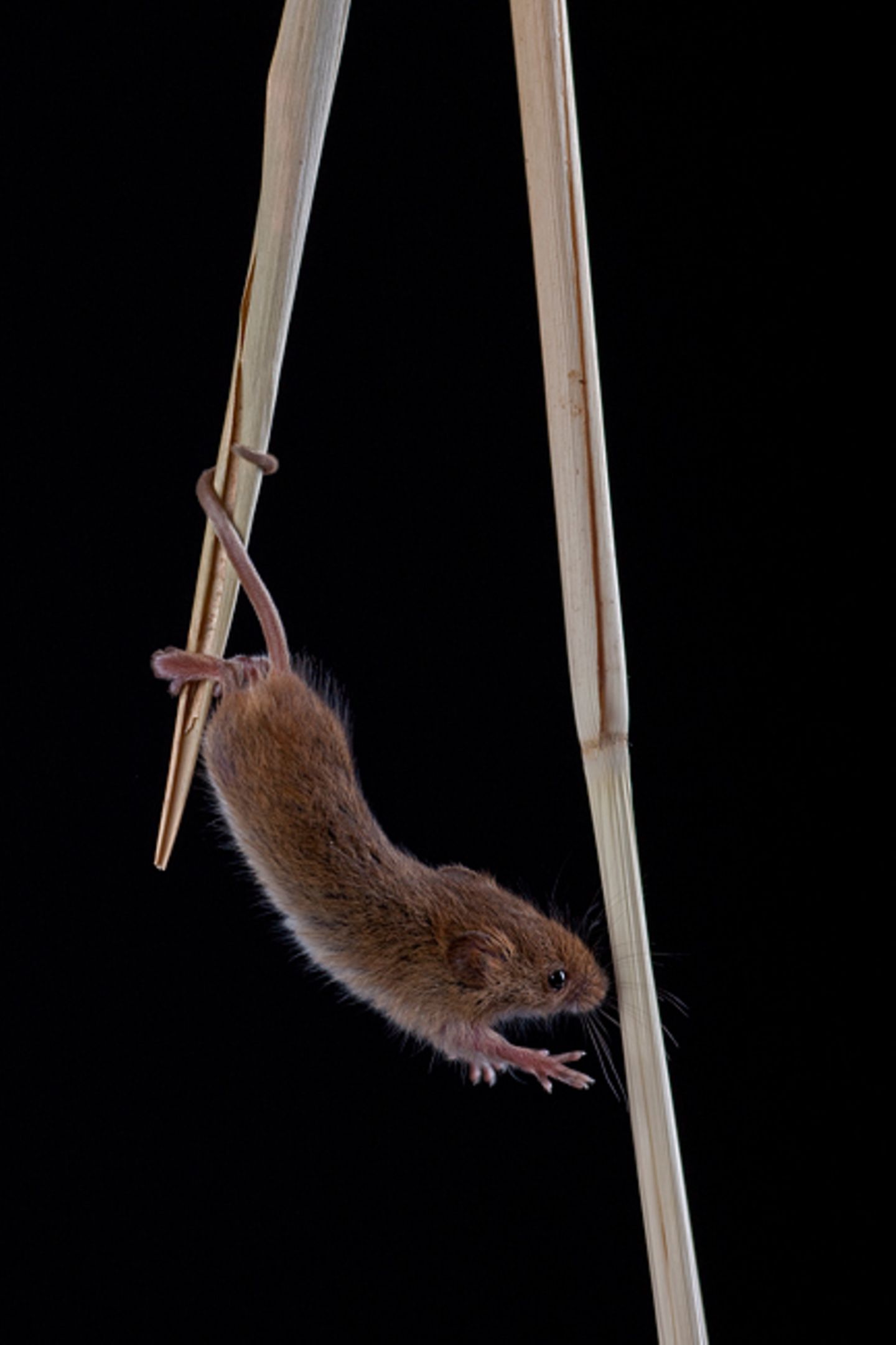 Zwergmaus