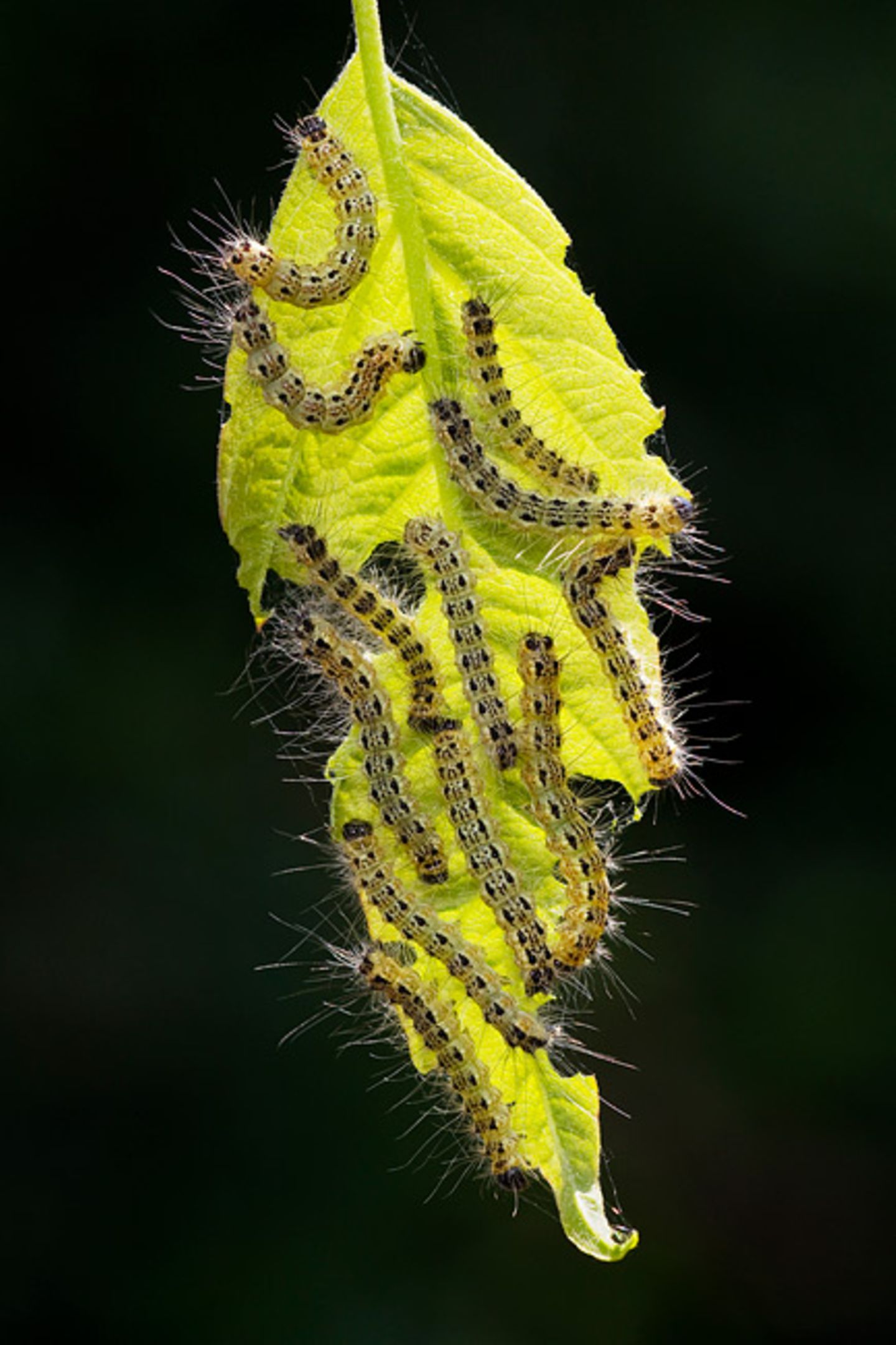 Mondvogel