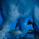 Das Wesen der Elefanten