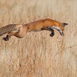 Glücklicher Zugriff