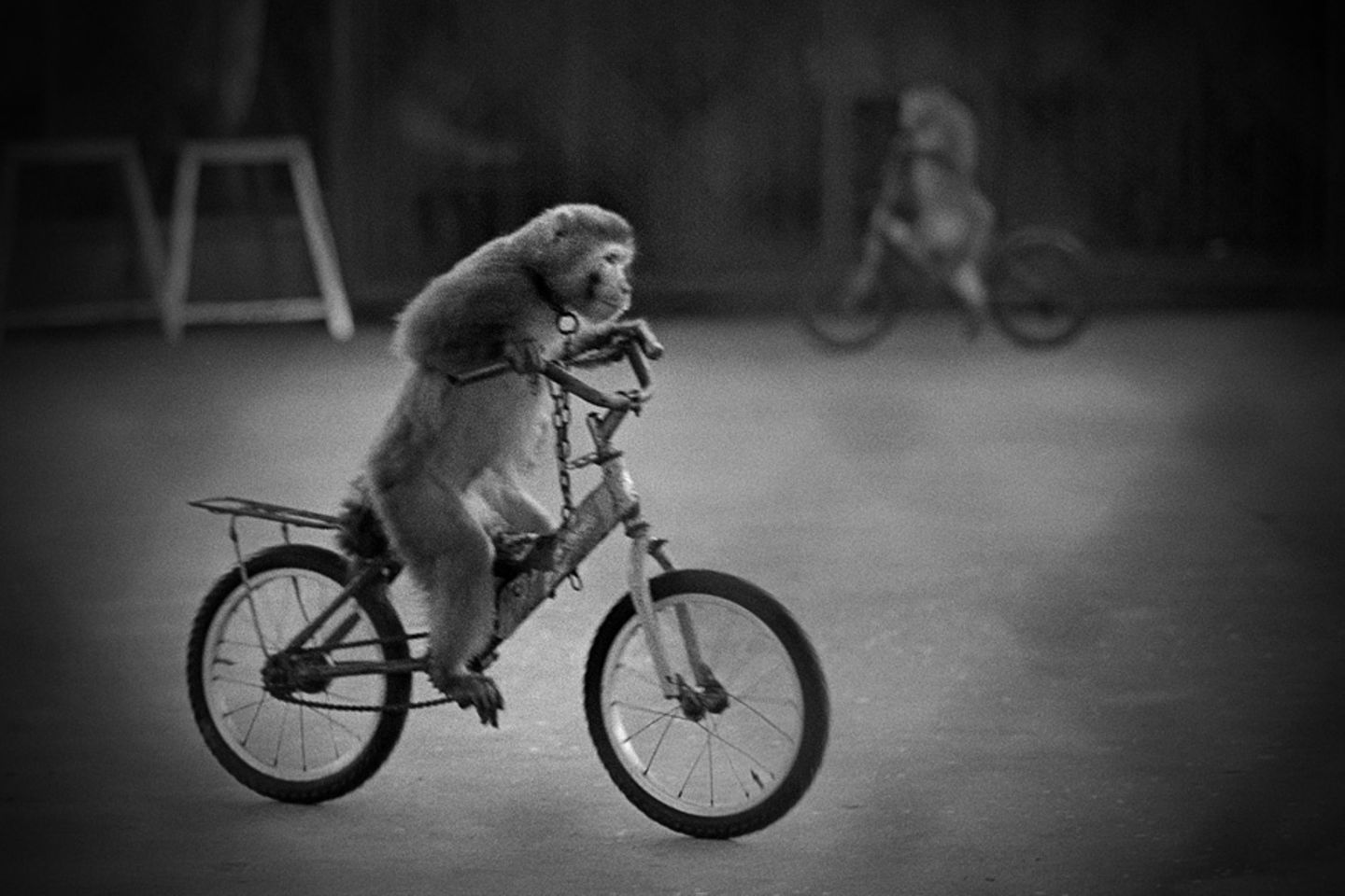 Radelnder Affe Radelnder Affe