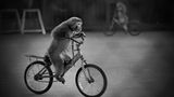 Radelnder Affe