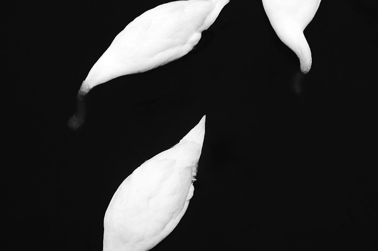 Schwäne