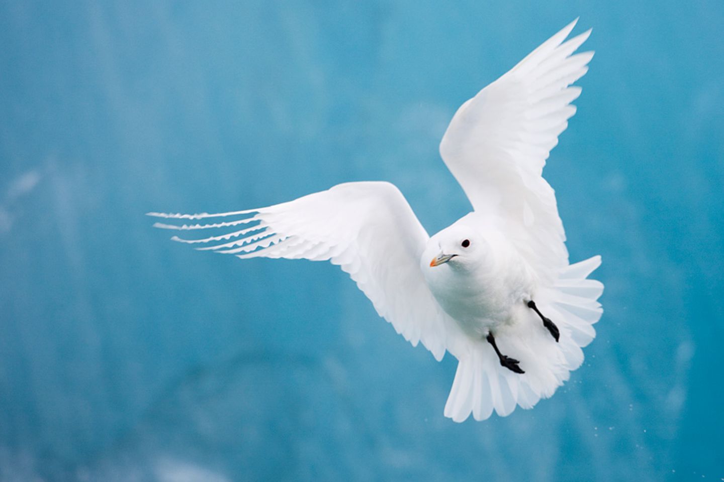 Arktische Möwe Arktische Möwe