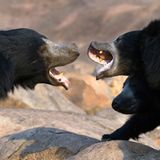 Fotogalerie: Stelldichein der Naturfotografen - Bild 7