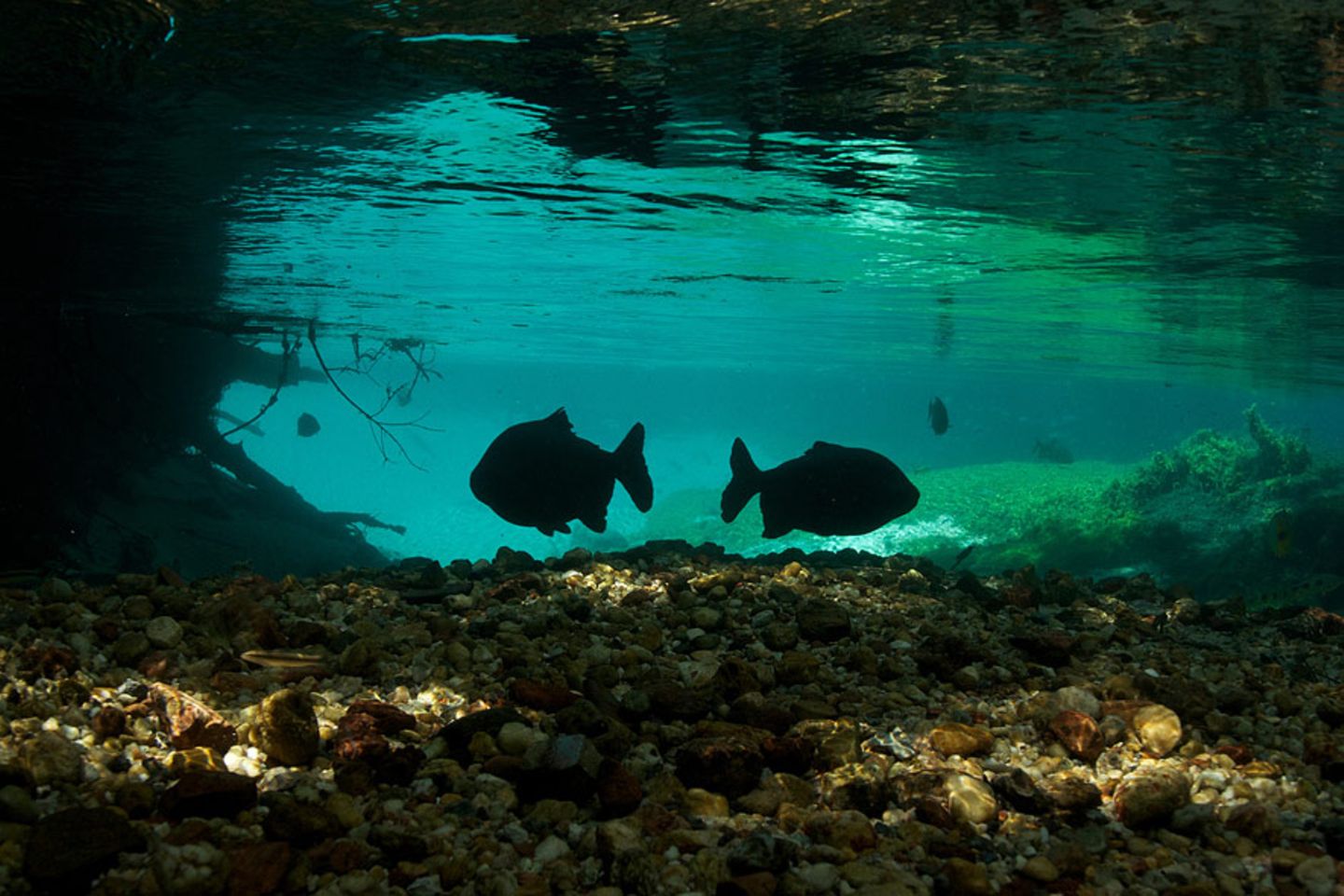 Piranhas