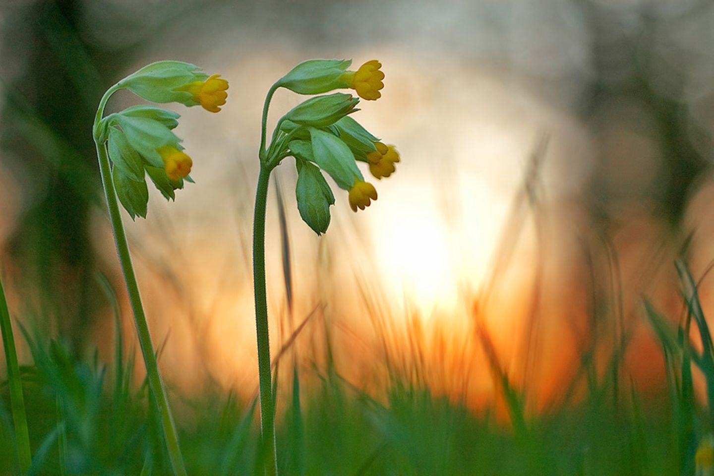 Schlüsselblumen
