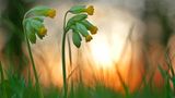 Schlüsselblumen