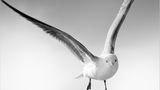 Möwe