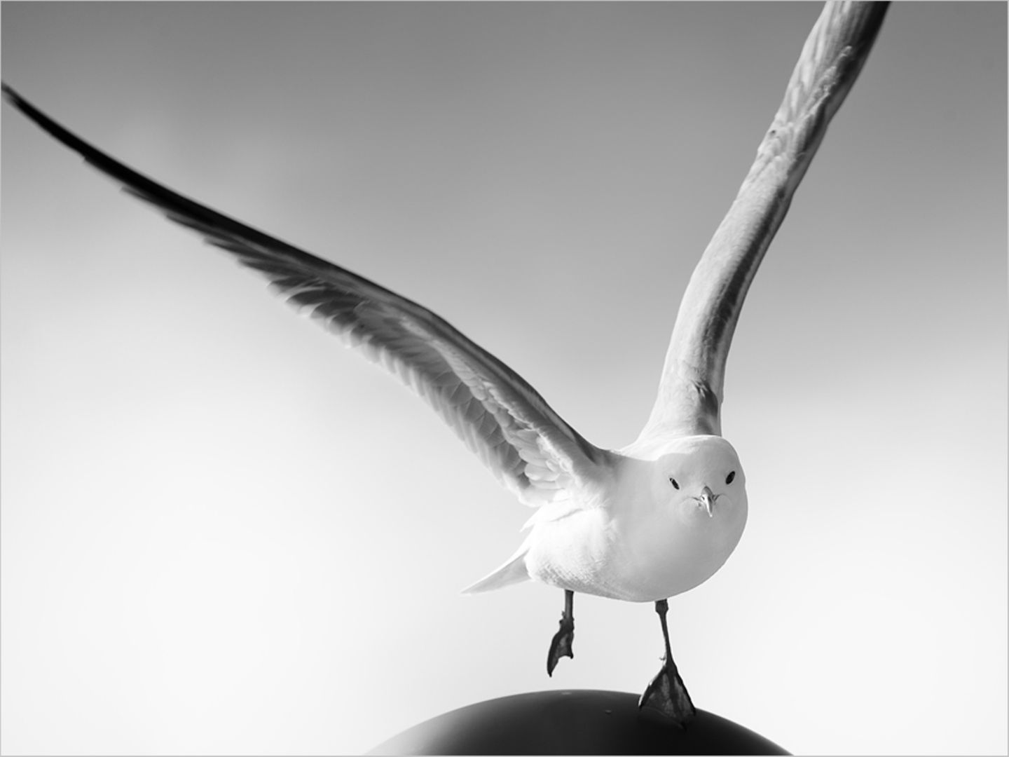 Möwe