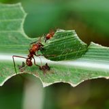 Blattschneiderameisen