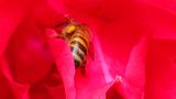 Biene