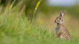 Wildkaninchen
