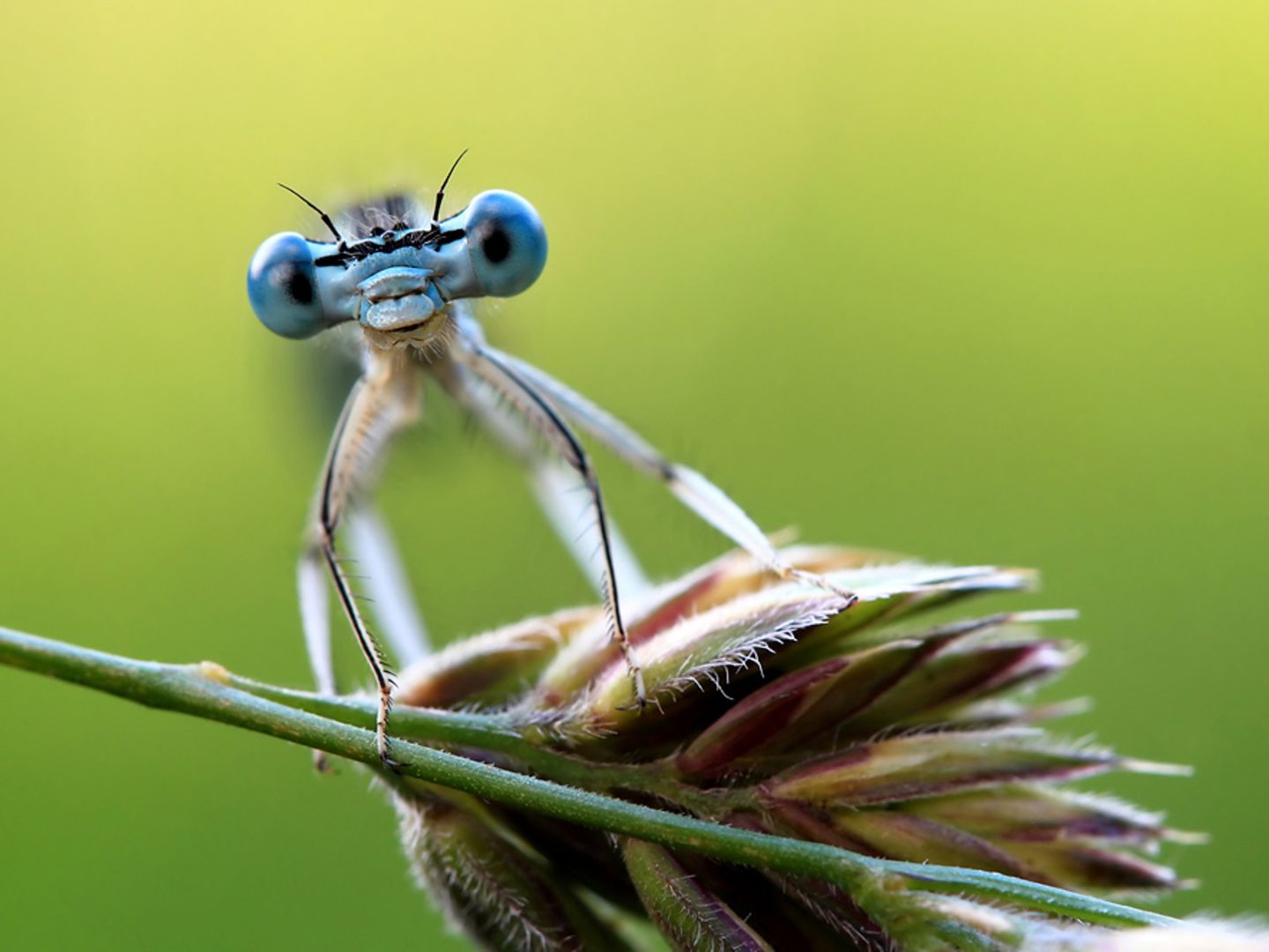 Libelle