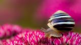 Schnecke