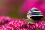 Schnecke