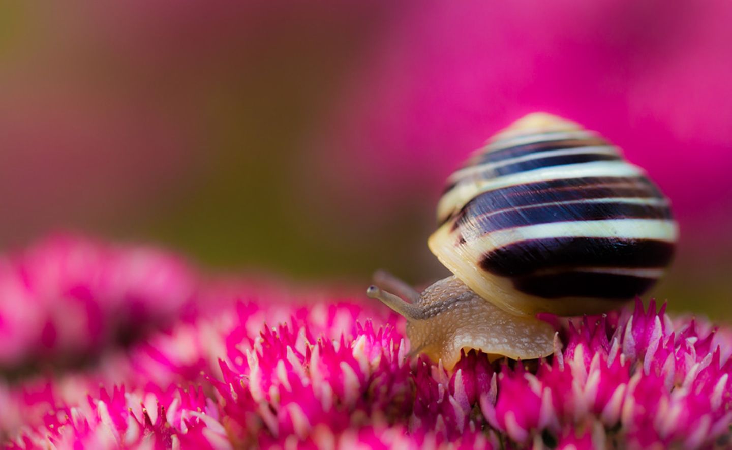 Schnecke
