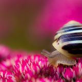 Schnecke