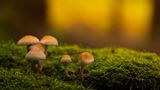 Pilze im Abendlicht