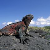 Ecuador: Galapagos Inseln