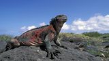Ecuador: Galapagos Inseln