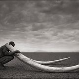 Elefanten-Stoßzähne