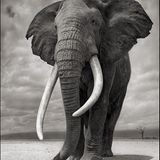 Elefant