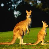 Hüpfende Gefährten