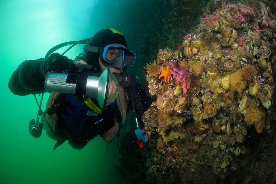 Fotogalerie: Unterwasser-Wunderwelt Patagonien