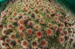 Seeigel