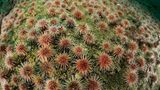 Seeigel