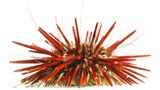 Seeigel