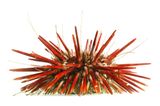 Seeigel