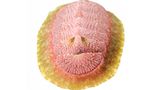 Käferschnecke