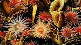 Anemonen und Seeigel