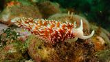 Nacktschnecke