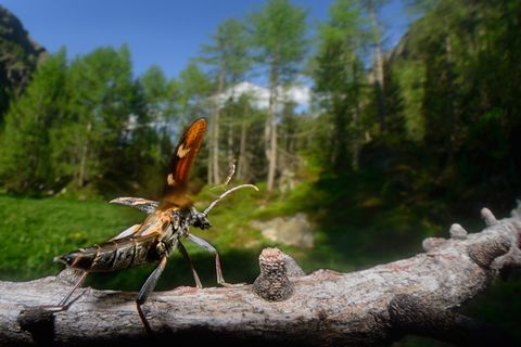 Fotogalerie: Bedrohte Schönheit: Der Nationalpark Hohe Tauern