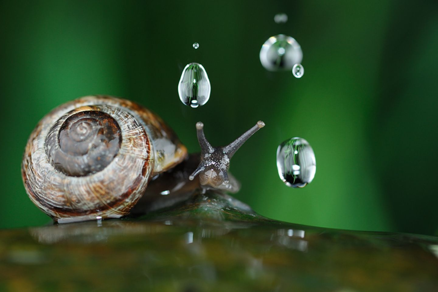Schnirkelschnecke