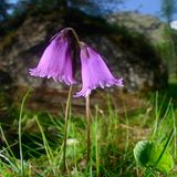 Alpenglöckchen