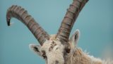 Steinbock