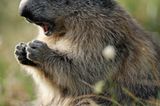 Fotogalerie: Bedrohte Schönheit: Der Nationalpark Hohe Tauern - Bild 8