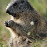Fotogalerie: Bedrohte Schönheit: Der Nationalpark Hohe Tauern - Bild 8