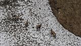Fotogalerie: Bedrohte Schönheit: Der Nationalpark Hohe Tauern - Bild 12