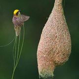 Tiere: Fotostrecke: Architektier