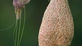 Tiere: Fotostrecke: Architektier