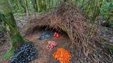 Tiere: Fotostrecke: Architektier - Bild 3