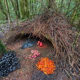 Tiere: Fotostrecke: Architektier - Bild 3