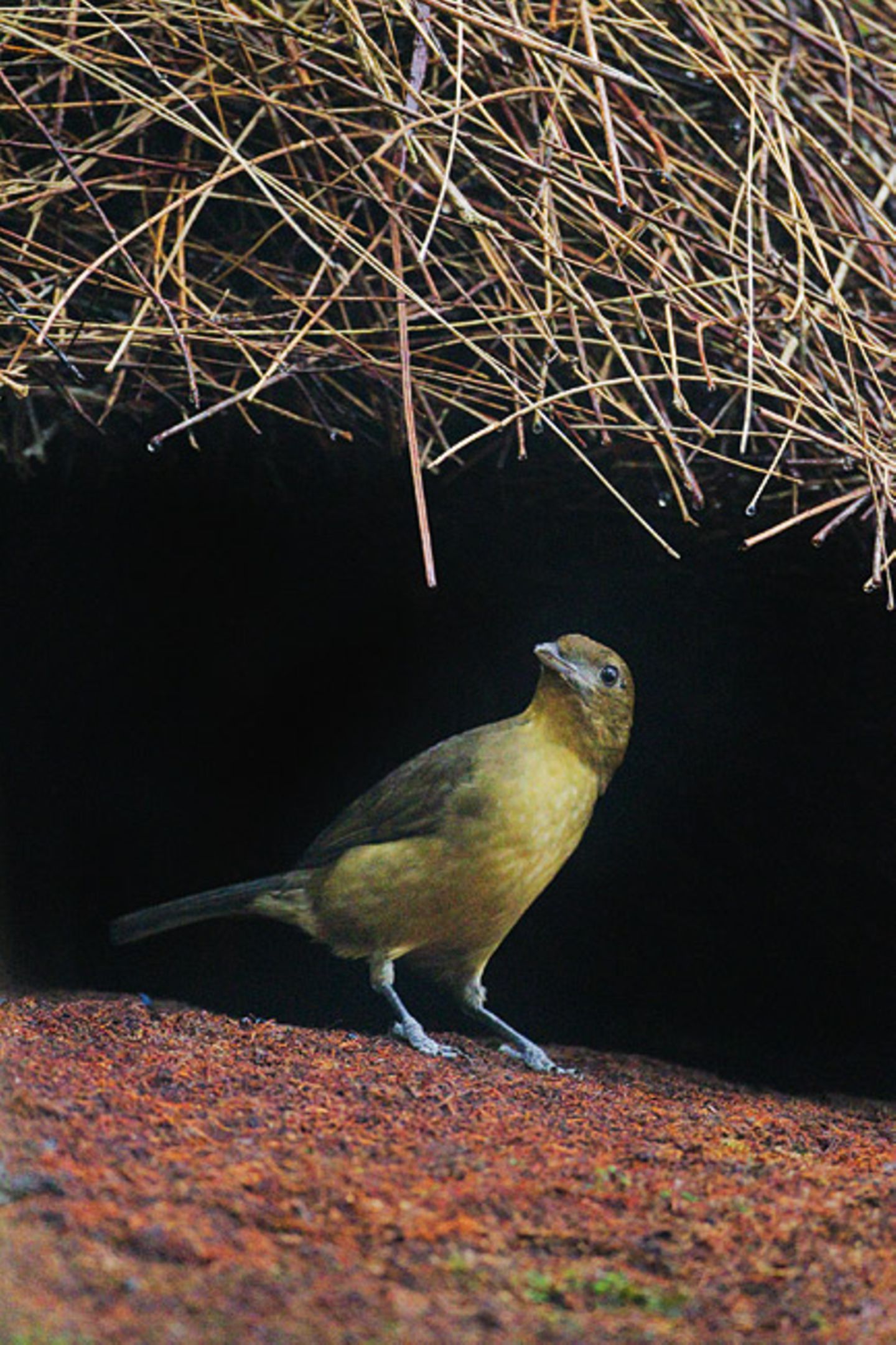 Tiere: Fotostrecke: Architektier - Bild 4