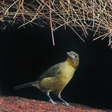 Tiere: Fotostrecke: Architektier - Bild 4